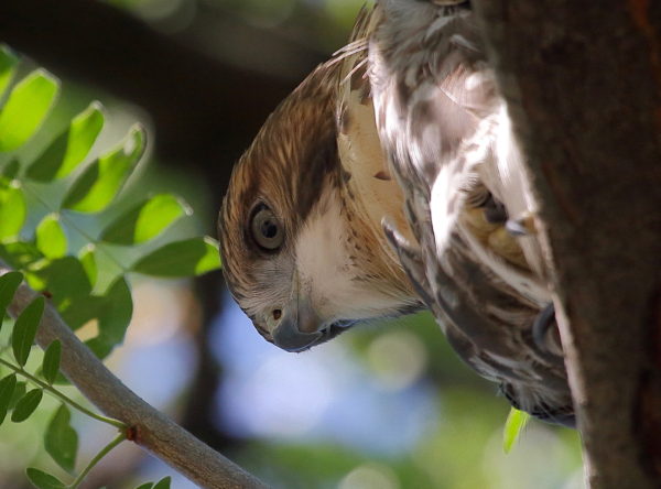 NYC Red-tailed Hawk fledgling looking down in trees, Washington Square Park