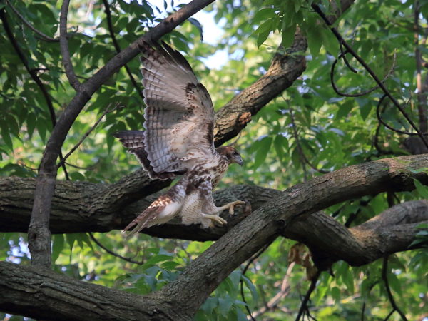 Red-tailed Hawk fledgling jumping on tree branch with wings upright, Washington Square Park (NYC)