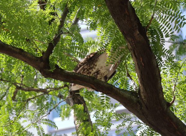 NYC Red-tailed Hawk fledgling about to leap off tree branch, Washington Square Park