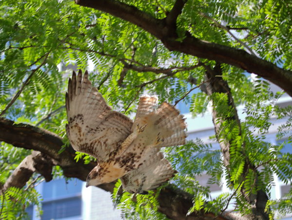NYC Red-tailed Hawk fledgling flying off tree branch, Washington Square Park