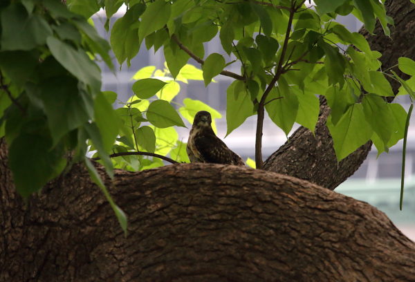 Young Red-tailed Hawk fledgling sitting in park tree, Washington Square Park (NYC)