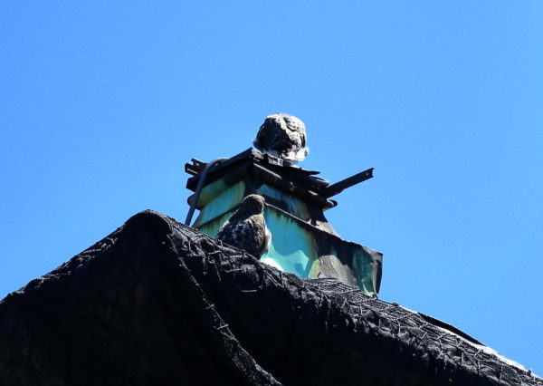 Two Red-tailed Hawk fledglings sitting atop NYU church tower, Washington Square Park (NYC)