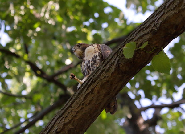 NYC Red-tailed Hawk fledgling sitting on Washington Square Park tree branch with leg kicked out
