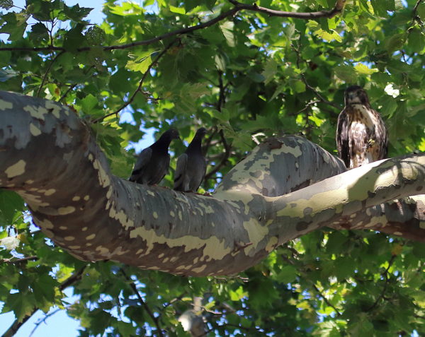 NYC Red-tailed Hawk fledgling sitting on Washington Square Park tree branch with pigeons sitting nearby
