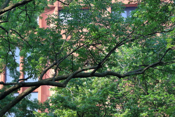 Red-tailed Hawk fledgling sitting on a tree branch in the distance with red NYU Bobst library building in the background, Washington Square Park (NYC)