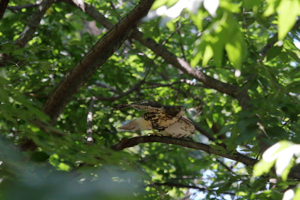 NYC Red-tailed Hawk fledgling about to jump off Washington Square Park tree