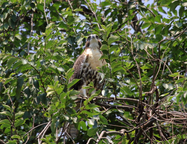 NYC Red-tailed Hawk cam fledgling sitting in thick Washington Square Park tree greenery