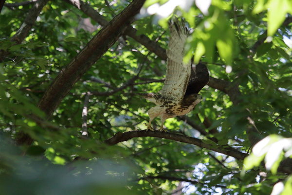 NYC Red-tailed Hawk fledgling jumping off Washington Square Park tree