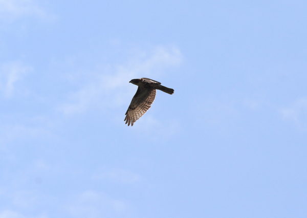 NYC Red-tailed Hawk fledgling flying over Washington Square Park