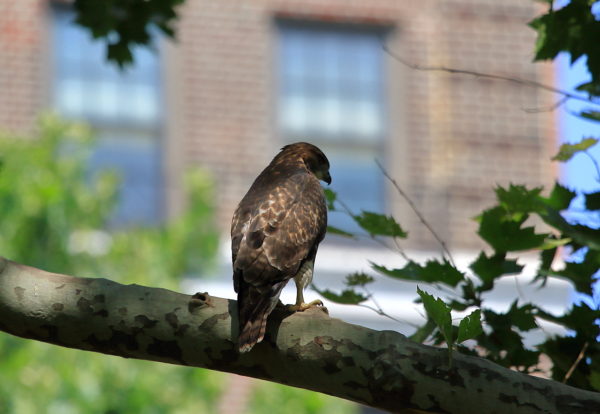 NYC Red-tailed Hawk fledgling sitting in tree with back to the viewer, sun on its back, Washington Square Park