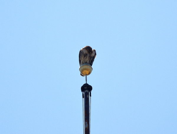 NYC Red-tailed Hawk Bobby sitting preening inner wing on flag pole, Washington Square Park
