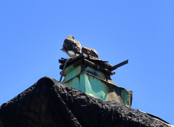 Two Red-tailed Hawk fledglings sitting together on building top Washington Square Park (NYC)