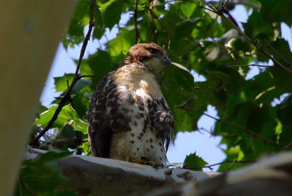 2018 NYC Red-tailed Hawk cam fledgling sitting in tree looking to the side, sun on its chest and head, Washington Square Park
