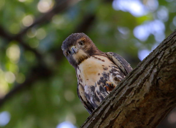 NYC Red-tailed Hawk fledgling with puffed feathers sitting on Washington Square Park tree branch