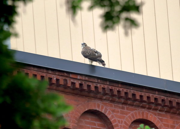 Red-tailed Hawk fledgling sitting on NYU buildings looking into park, Washington Square Park (NYC)