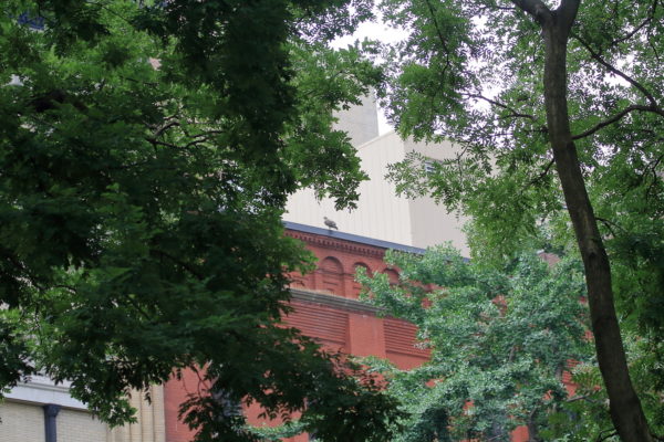 Red-tailed Hawk fledgling in distance sitting on NYU building, Washington Square Park (NYC)