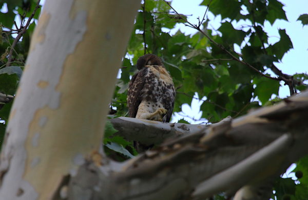 2018 NYC Red-tailed Hawk cam fledgling sitting in tree preening its chest, Washington Square Park
