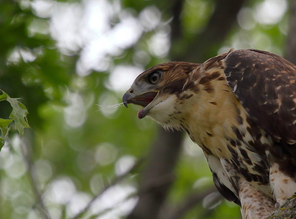 Young Red-tailed Hawk fledgling sitting on tree with feather stuck to its beak, Washington Square Park (NYC)