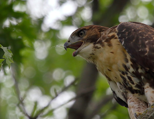 Young Red-tailed Hawk fledgling sitting on tree with feather stuck on its beak, Washington Square Park (NYC)