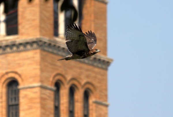 Young Red-tailed Hawk fledgling flying with church tower in the background, Washington Square Park (NYC)