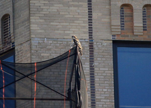 NYC Red-tailed Hawk fledgling sitting and preening on One Fifth Avenue scaffolding, Washington Square Park