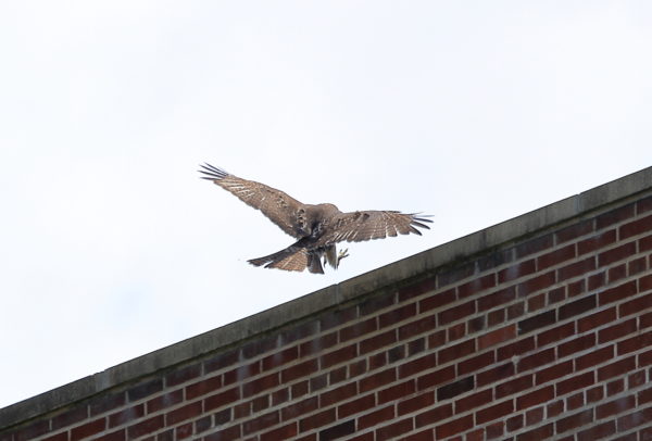NYC Red-tailed Hawk cam fledgling landing on NYU building roof across Washington Square Park