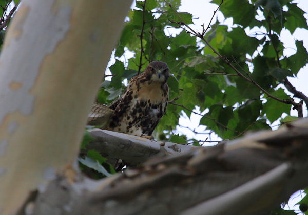 2018 NYC Red-tailed Hawk cam fledgling sitting in tree stretching its wing, Washington Square Park