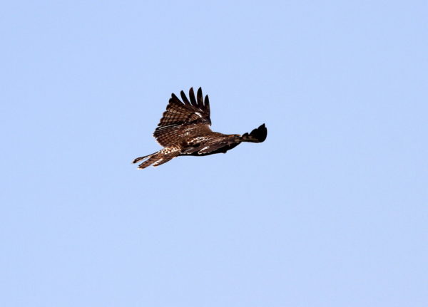 Red-tailed Hawk fledgling flying in bright blue sky, Washington Square Park (NYC)