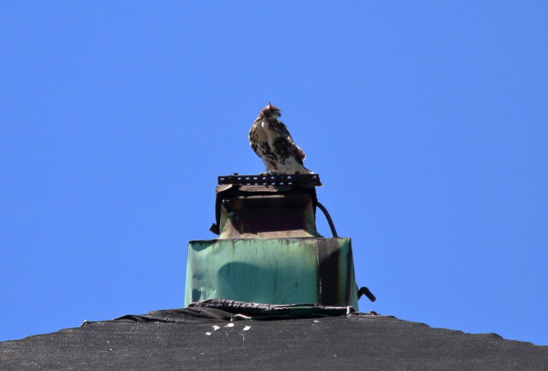 Red-tailed Hawk fledgling sitting on building top Washington Square Park (NYC)