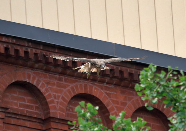 Red-tailed Hawk fledgling jumping off NYU building, Washington Square Park (NYC)