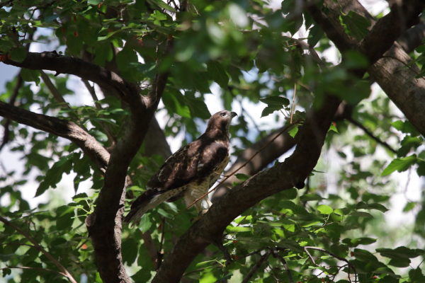 NYC Red-tailed Hawk fledgling looking up in Washington Square Park tree