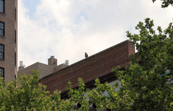 NYC Red-tailed Hawk cam fledgling sitting on roof of NYU building, Washington Square Park
