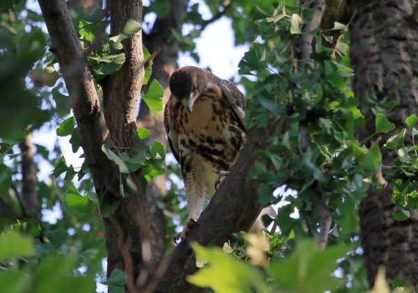 Red-tailed Hawk fledgling sitting on tree branch looking down, Washington Square Park (NYC)