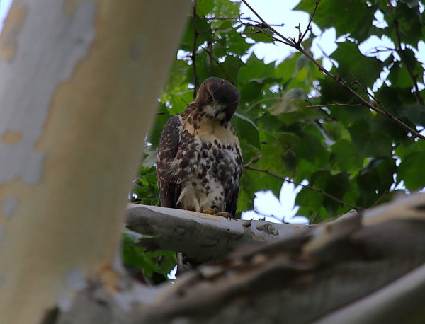2018 NYC Red-tailed Hawk cam fledgling sitting in tree looking at ground, Washington Square Park