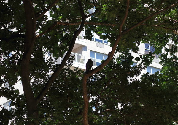 NYC Red-tailed Hawk fledgling sitting on Washington Square Park tree branch