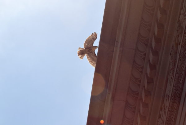 NYC Red-tailed Hawk cam fledgling about to fly over Washington Square Park arch