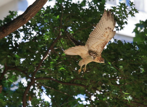 NYC Red-tailed Hawk fledgling flying through Washington Square Park trees