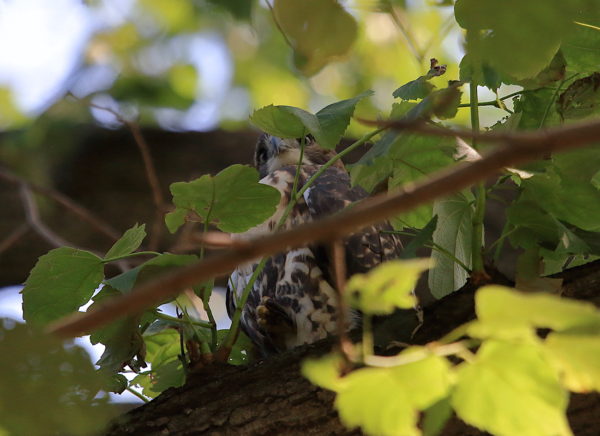 NYC Red-tailed Hawk fledgling partially hidden on Washington Square Park tree branch