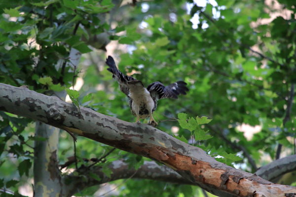 2018 NYC Red-tailed Hawk cam fledgling about to leap off tree branch, Washington Square Park
