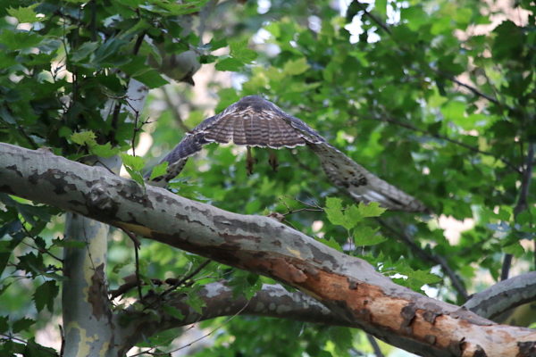 2018 NYC Red-tailed Hawk cam fledgling leaping off tree branch, Washington Square Park