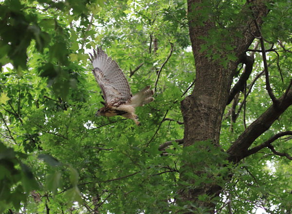 Red-tailed Hawk fledgling flying through park trees, Washington Square Park (NYC)