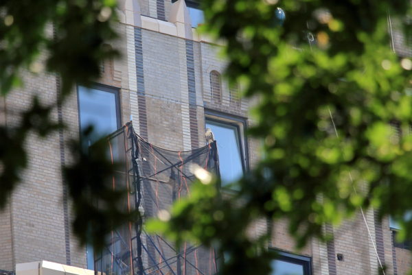 NYC Red-tailed Hawk fledgling sitting on One Fifth Avenue scaffolding, Washington Square Park