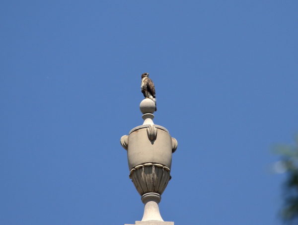 NYC Red-tailed Hawk fledgling sitting on building's decorative urn, Washington Square Park