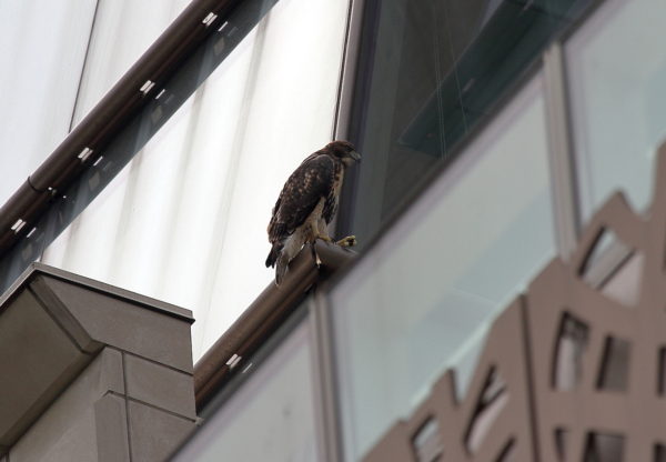 Young Red-tailed Hawk fledgling sitting on NYU building facing the window, Washington Square Park (NYC)