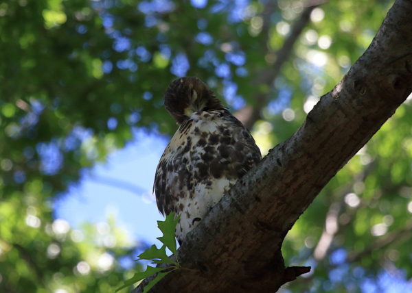 Red-tailed Hawk fledgling preening in tree, Washington Square Park (NYC)