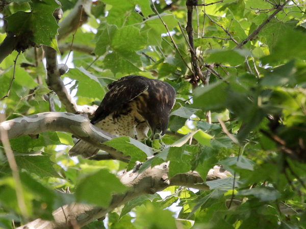Red-tailed Hawk fledgling biting leaf stems on tree branch, Washington Square Park (NYC)