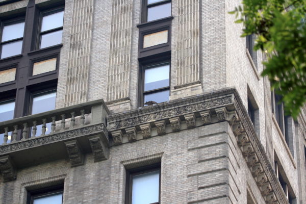 Red-tailed Hawk sitting on NYU Silver Center window, Washington Square Park (NYC)