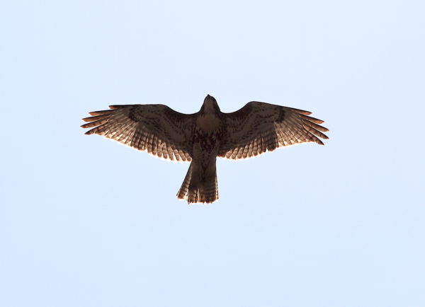 Silhouette of NYC Red-tailed Hawk cam fledgling flying over Washington Square Park