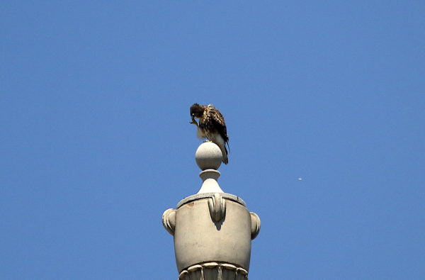 NYC Red-tailed Hawk fledgling scratching head on building's decorative urn, Washington Square Park
