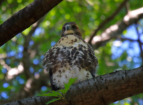 Red-tailed Hawk fledgling relaxing in tree, Washington Square Park (NYC)